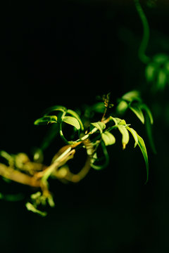 Jasminblätter im Lichteinfall