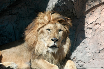 Fototapeta na wymiar ライオン　ライオンの顔のアップ　アフリカライオン