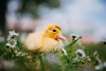 Baby Duck