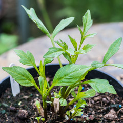 Dahlia Take Off Growth