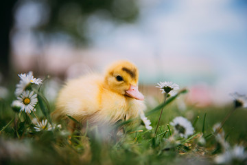 Baby Duck