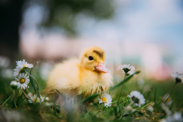 Baby Duck