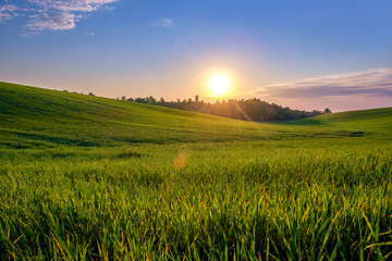 Fototapeta na wymiar sunset over green field