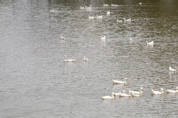 Ducks floating on river.