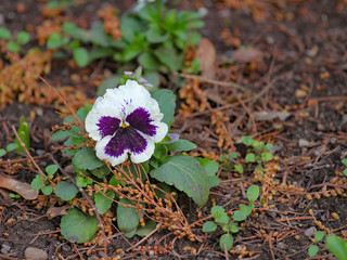 Stiefm&uuml;tterchen