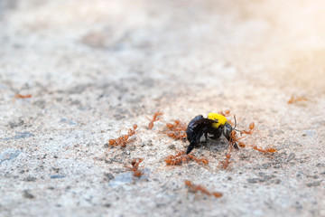 Closeup group of ants are biting and eating the wasps on the floor.