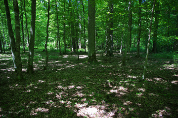 Belovezhskaya Pushcha,  Belarus