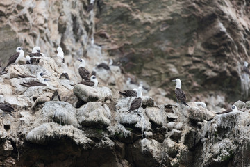 Ballestas Islands, Perù