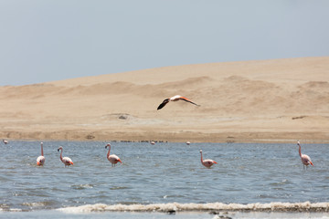 Flamingos  in Paracas, Peru.