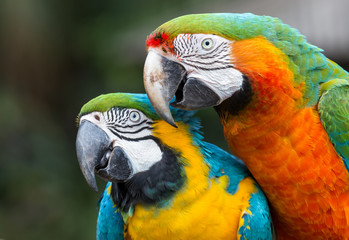 Pretty Macaw parrots with multi-colored feathers