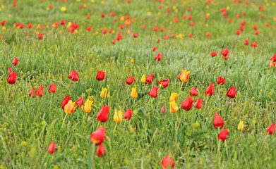 Fototapeta na wymiar Multicolored tulips, wild tulips Schrenk, spring flowers bloom