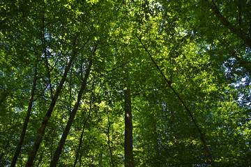 Fototapeta premium Belovezhskaya Pushcha, Belarus