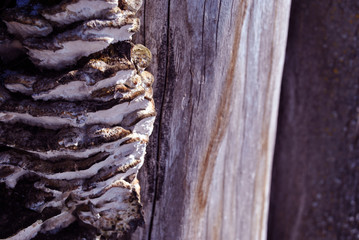 Close-up dry rotten mushrooms with fluted wavy brown, gray, green head texture on old tree stump bark, background texture