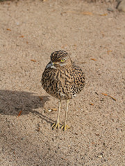 Kaptriel
