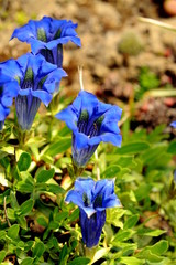 Enzian in voller Bl&uuml;te