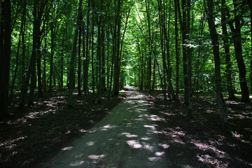 Obraz premium Belovezhskaya Pushcha, Belarus