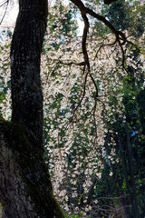 法華原のしだれ桜