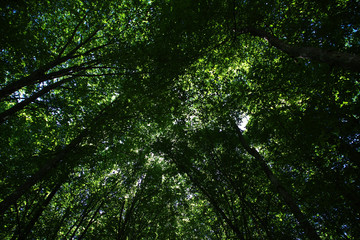 Fototapeta premium Belovezhskaya Pushcha, Belarus