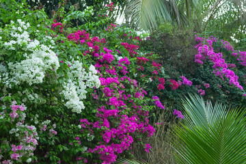 Fototapeta na wymiar Beautiful tropical flowers and palm leaves. Rainforest thicket. White and purple bougainvillea with green foliage.