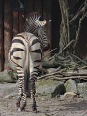 Zebra