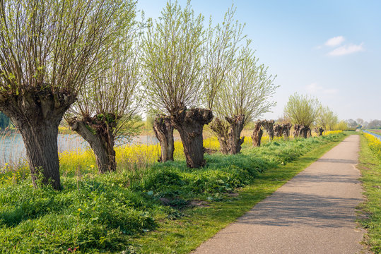 Pollard willow trees in a row