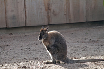 Känguru
