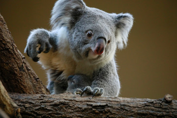 コアラ　コアラのアップ　コアラの親子