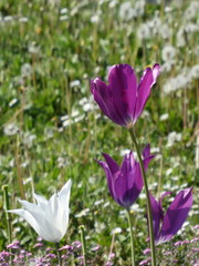 White and violet not typical looking tulips with their  open buds