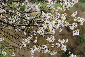 Close up of flowering almond tree