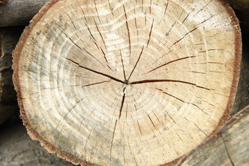 фон, древесина, дерево.