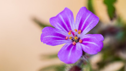 Obraz premium Herb Robert