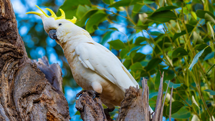 Australian Cockatoo