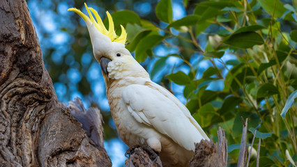 Sulphur-crested Cockatoo