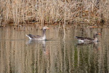 Common wild geese at Elbe river, Germany, early Spring