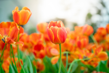 Beautiful view of orange tulips. Tulip flowers meadow.Tulip garden. Group of colorful tulip.