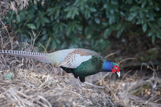 日本の国鳥 Images Browse 22 Stock Photos Vectors And Video Adobe Stock 日本の国鳥 Images Browse 22 Stock Photos Vectors And Video Adobe Stock