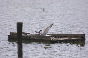 Tern in a protected nature reserve