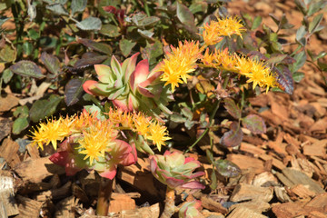 Plante grasse, succulente, à fleurs jaunes
