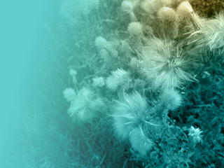 foliage © neurostructure