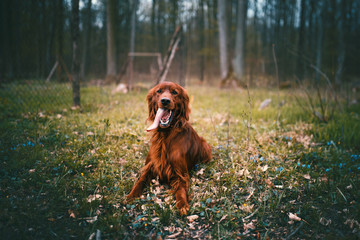 Beautiful young irish setter lie on a ground in the forest. Hunting dog in a nature. Concept of pets. - obrazy, fototapety, plakaty