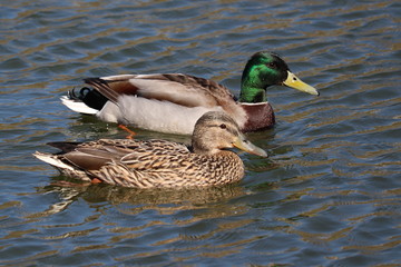 Mallards couple swimming in the pond. Male and female wild ducks on the water