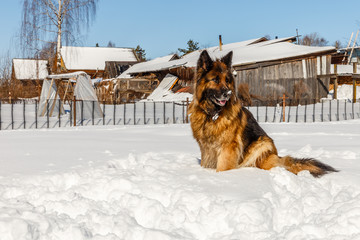 german shepherd dog, dog sits in the snow and looks away