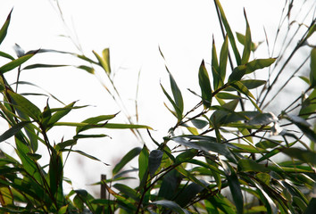 Naklejka premium Close up of bamboo leaves on white background