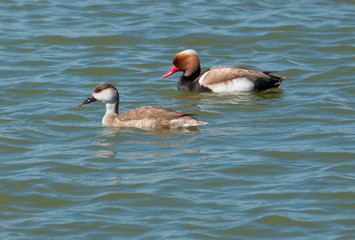 Red-crested Pochard (Netta rufina)