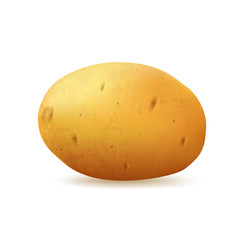 Tuber potato on a white background, vector.