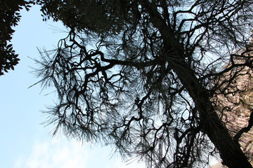 Kôraku-en garden in Okayama (Japan)