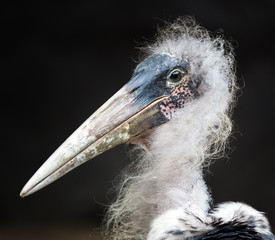 Healthy Marabou Stork with Scruffy Feathers