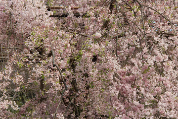 Cherry trees in Japan