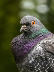 Close up de una paloma con plumas coloridas