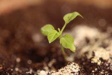 Chili pepper seedling